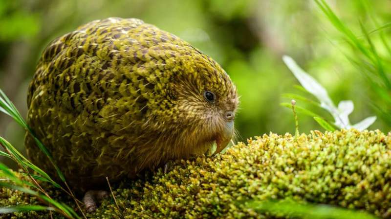 Fertility hope for the endangered kakapo