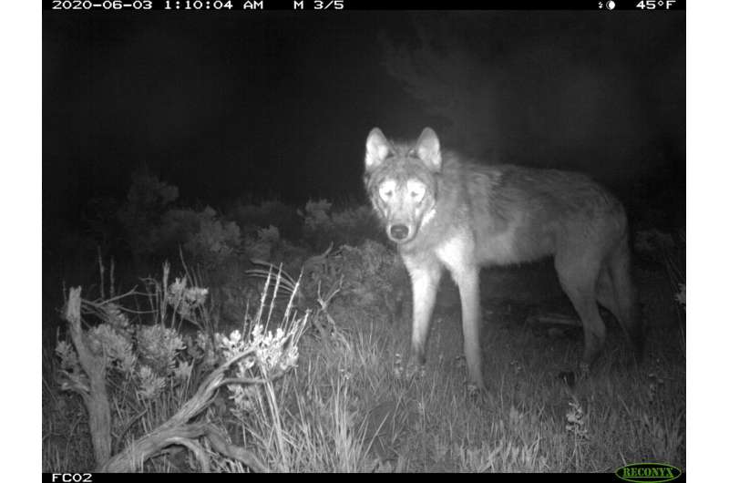 Fight over US wolf protections goes before federal judge