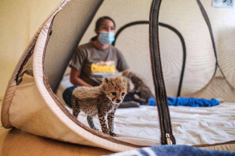 Fighting the criminal trade in cheetah cubs is particularly challenging because it revolves around Somaliland, a self-declared r
