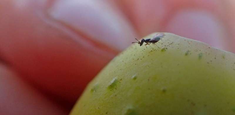 Figs show that nonnative species can invade ecosystems by forming unexpected partnerships