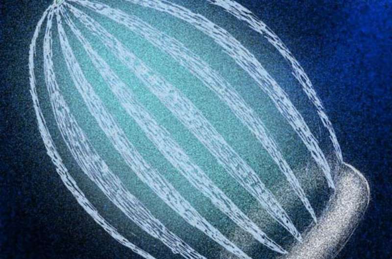 Finding a rare fossilized comb jelly reveals new gaps in the fossil record