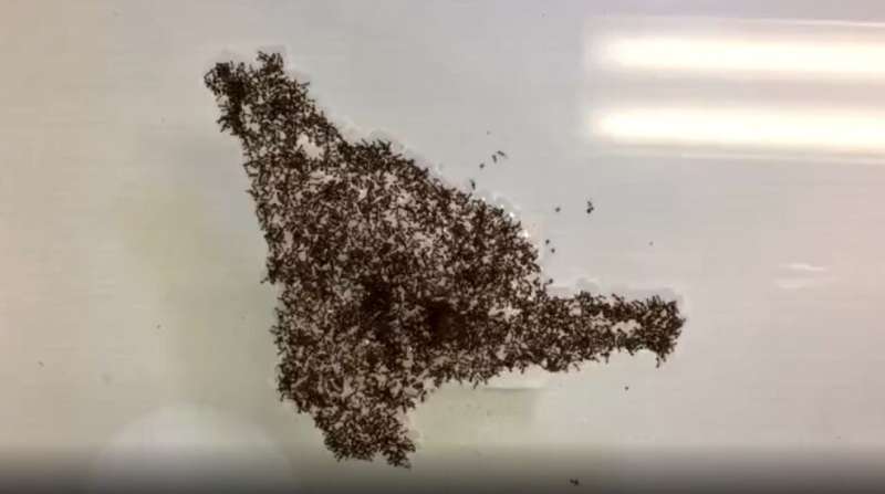Fire ants found to create “appendages” on self-made rafts when put in water