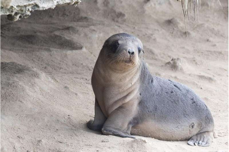 Firefighting chemical found in sea lion and fur seal pups
