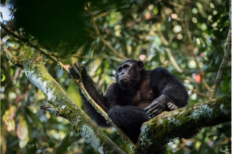 First-ever Africa-wide great ape assessment reveals human activity, not habitat availability, is greatest driver of ape abundanc