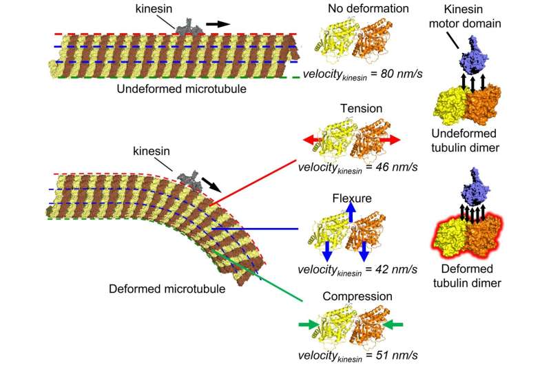 First evidence of microtubules’ mechanosensitive behavior