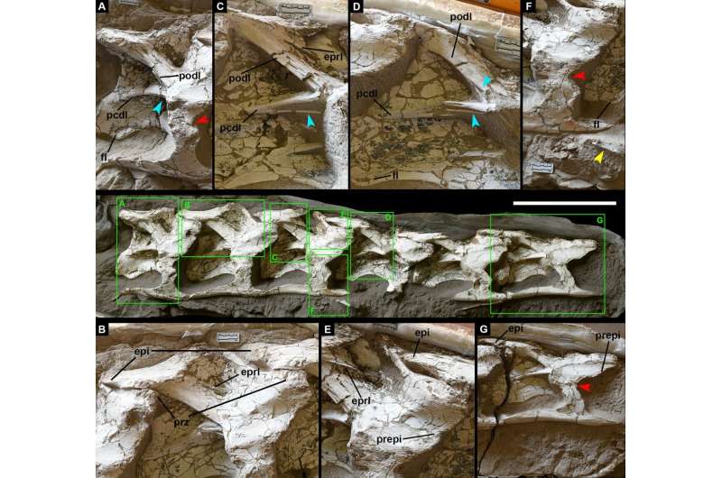 First giant dinosaur fossils from Xinjiang Hami Pterosaur Fauna found