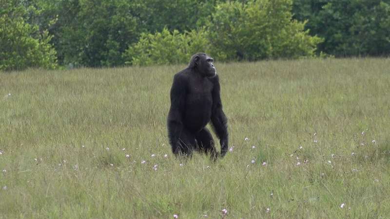 First lethal attacks by chimpanzees on gorillas observed