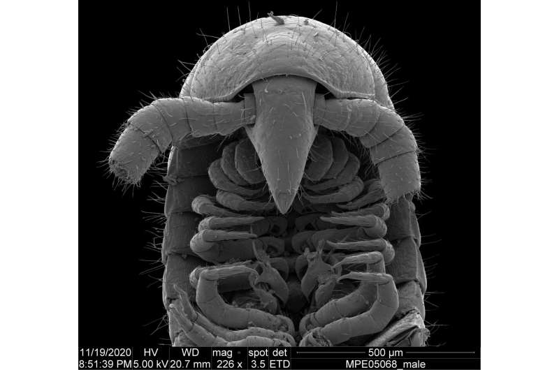 First millipede with more than 1,000 legs discovered