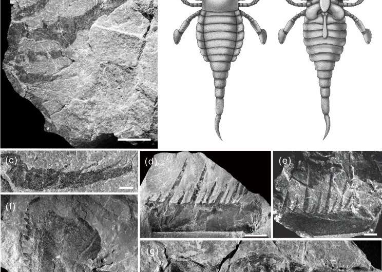 First mixopterid eurypterids found in China