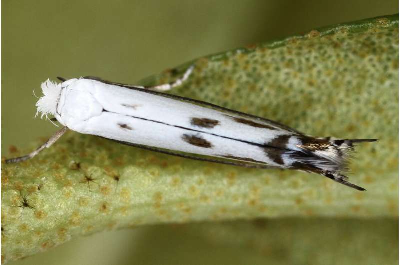 First moth species on Alpenrose discovered
