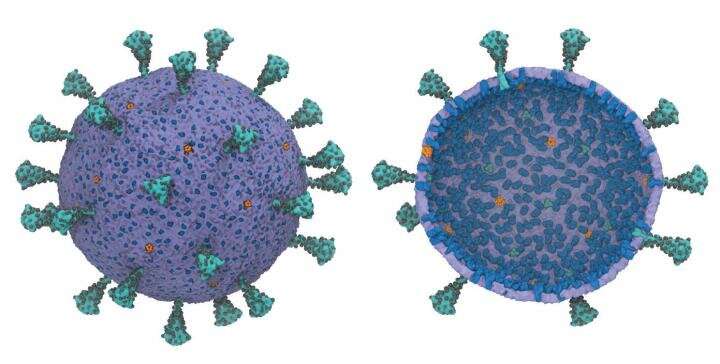 First complete coronavirus model shows cooperation