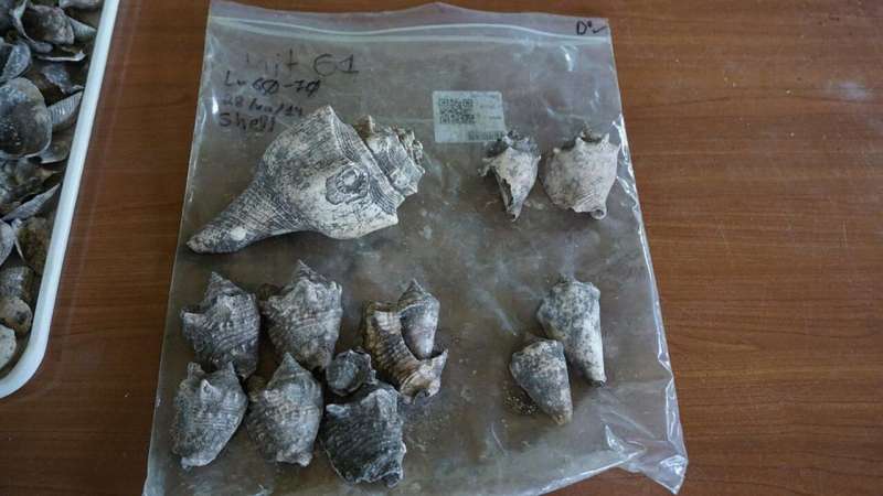 First DNA extracted from modern, ancient and fossil tropical shells