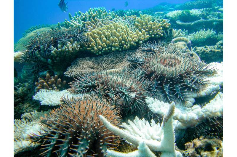 Fish help control crown-of-thorns starfish numbers on Great Barrier Reef