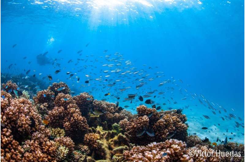Fish diet heats up marine biodiversity hotspot