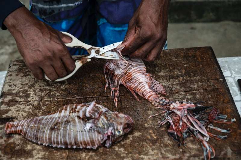 Fisherman William Alvarez cuts off the poisonous spines from a lionfish while cleaning it to prepare ceviche that he sells to to