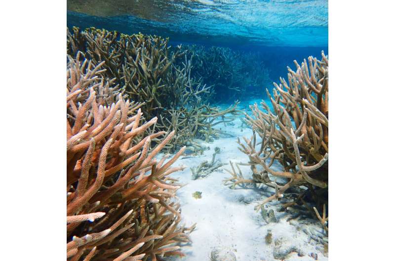 FIU doctoral candidate helps guide research to support future coral conservation