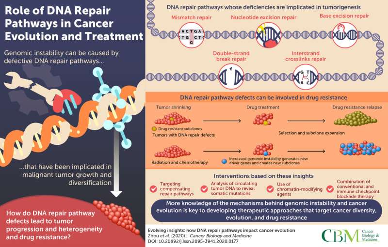 Fixer-upper: Understanding the DNA repair toolkit to chart cancer evolution