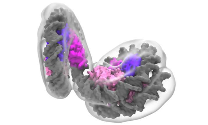 Flexible “slinkies” form in DNA of archaea