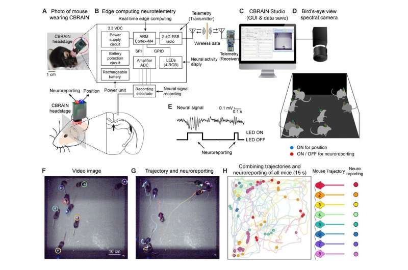 Flickering neural activities with LED lights