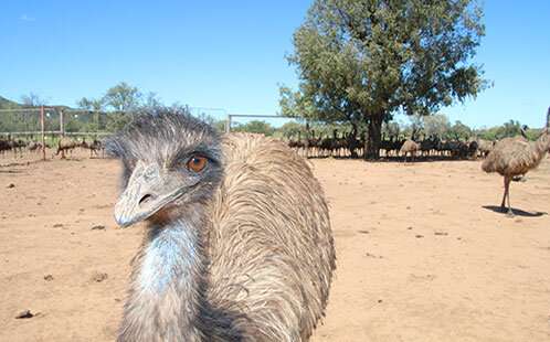 Flight or fright: what is the future of the emus of east coast Australia?