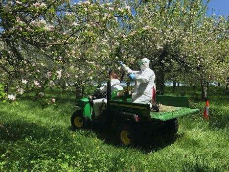 Floral probiotics reduce apple disease