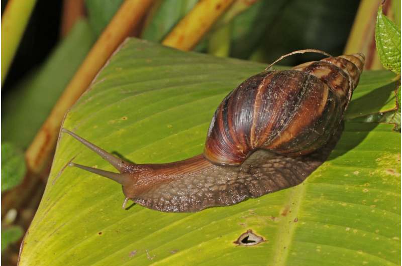 Florida eliminates giant snail that can eat houses