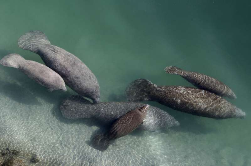 Florida manatees dying in record numbers amid food scarcity