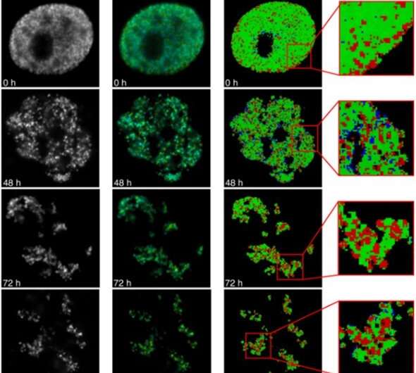 Fluorescence lifetime imaging to study DNA compaction and gene activities 