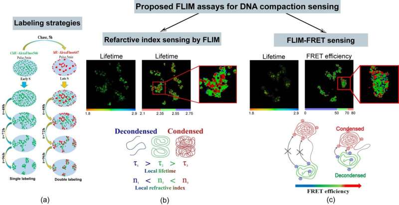 Fluorescence lifetime imaging for studying DNA compaction and gene activities