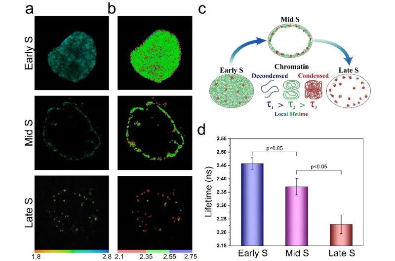 Imágenes de fluorescencia de por vida para estudiar la compactación del ADN y las actividades genéticas