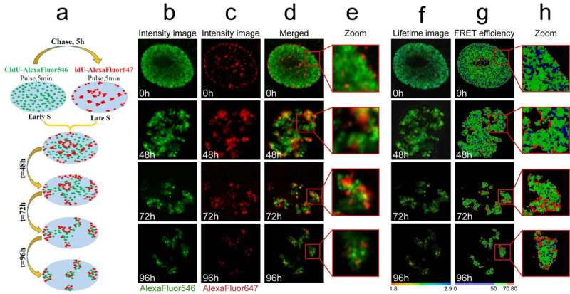 Imágenes de fluorescencia de por vida para estudiar la compactación del ADN y las actividades genéticas