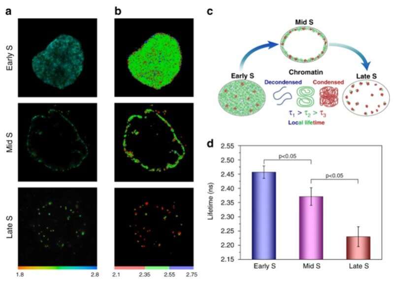 Fluorescence lifetime imaging to study DNA compaction and gene activities 