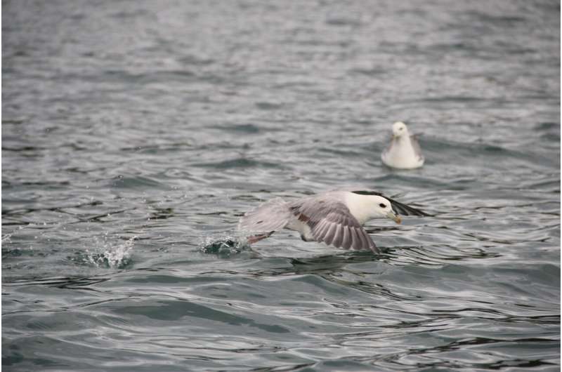 Follow the boat, find the bird -- free food from trawlers helps identify important areas for seabird conservation