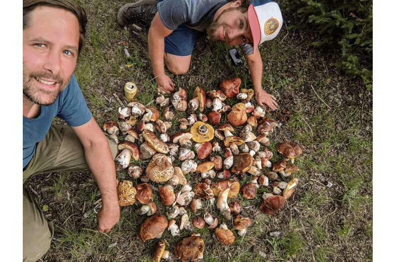 Food claiming to have ‘wild mushrooms’ rarely do