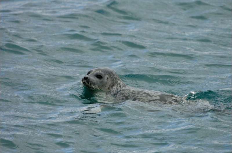 Food for seals and other Arctic predators is shrinking — literally