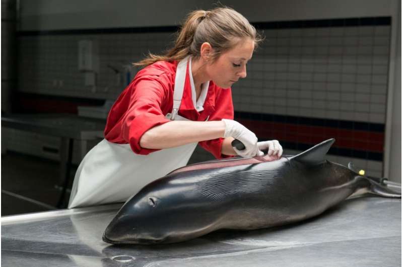 Food quality and health essential for successful porpoise reproduction