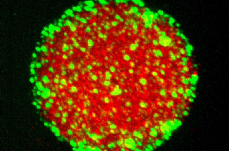 Food science meets cell science in bid to explain inner workings of membrane-free cell compartments