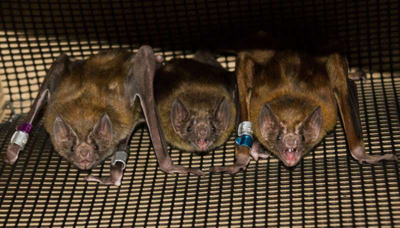 For female vampire bats, an equal chance to rule the roost