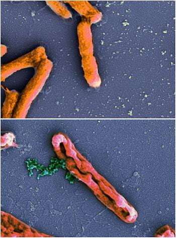 For some peptides, killing bacteria an inside job