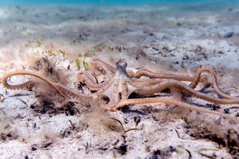Foraging habits and tactics, diet and activity levels reveal how two octopus species coexist