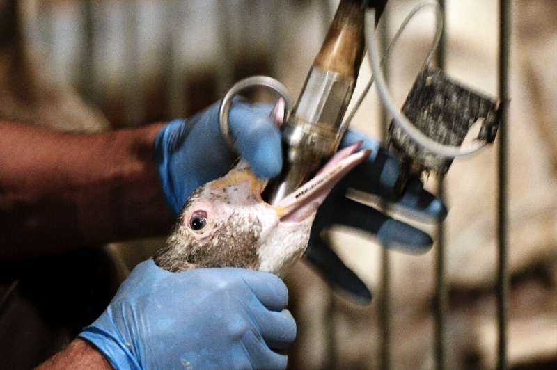 Force-feeding of ducks and geese will no longer be an issue if a French start-up is successful in its efforts to bring lab-grown