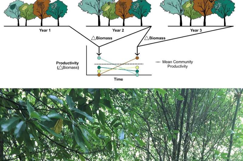 Forests with rich tree species grow more consistently