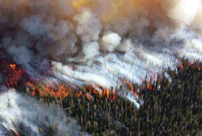 Forests with diverse tree sizes and small clearings hinder wildland fire growth