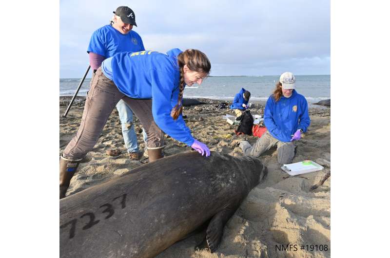 For migrating elephant seals, 'lightscapes of fear' shape feeding, resting strategies