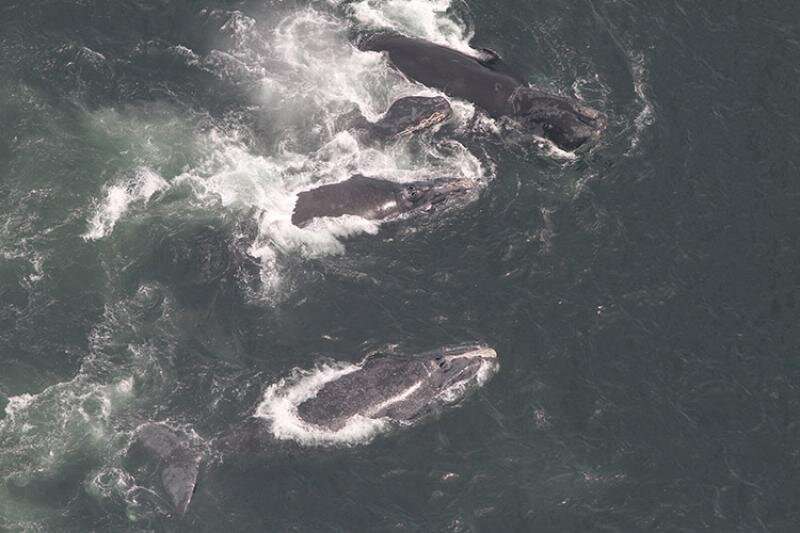 Forty percent of North Atlantic right whale population using Gulf of Saint Lawrence as seasonal habitat