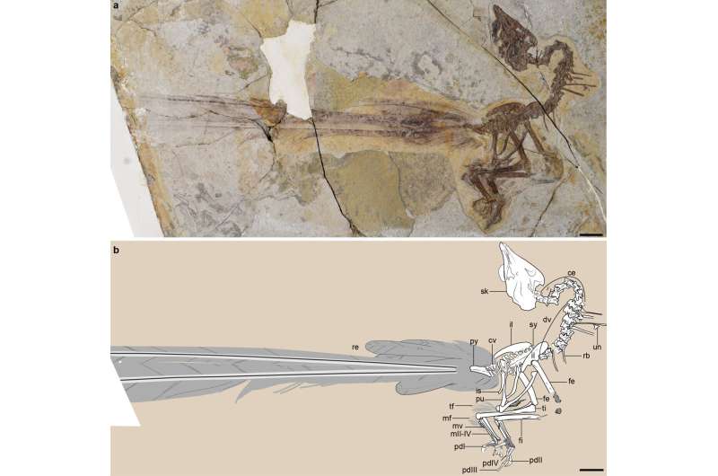 Fossil bird with fancy tail feathers shows that sometimes, it’s survival of the sexiest