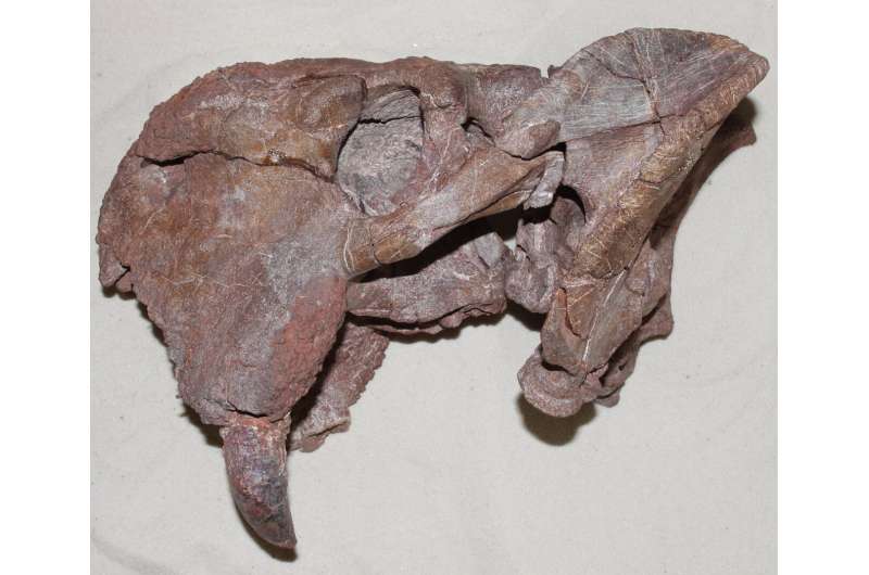 Examinările dinților fosili dezvăluie cum au evoluat pentru prima dată caninii