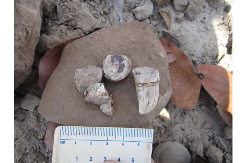 Des examens dentaires fossiles révèlent comment les défenses ont d'abord évolué