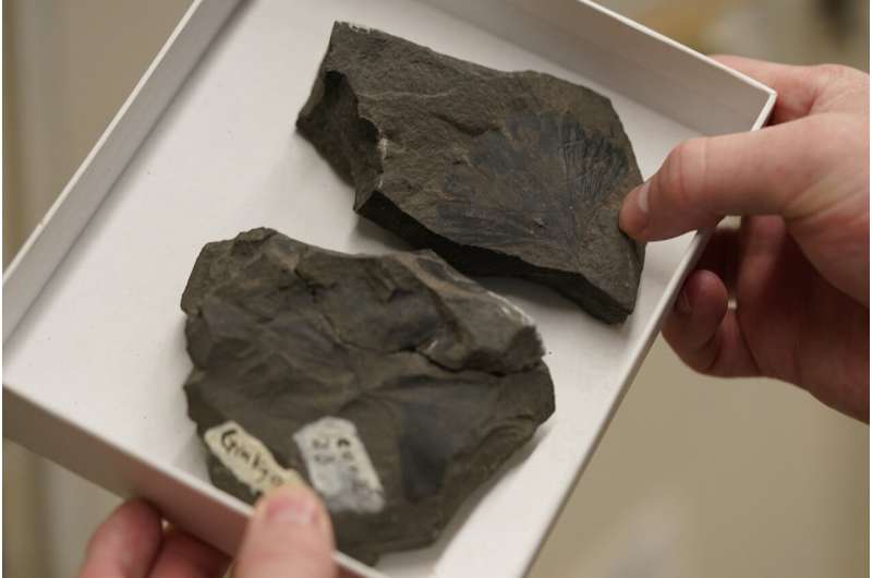 Fossil leaves may reveal climate in last era of dinosaurs