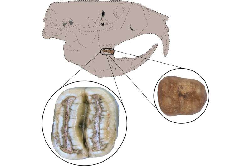 Fossil rodent teeth add North American twist to Caribbean mammals' origin story